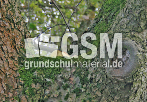 2-Apfelbaum.jpg